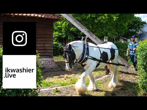 , title : 'Tinker (Irish Cob) trekpaard in rosmolen / moulin à cheval / horse mill - Draft Horses 4 Instagram'