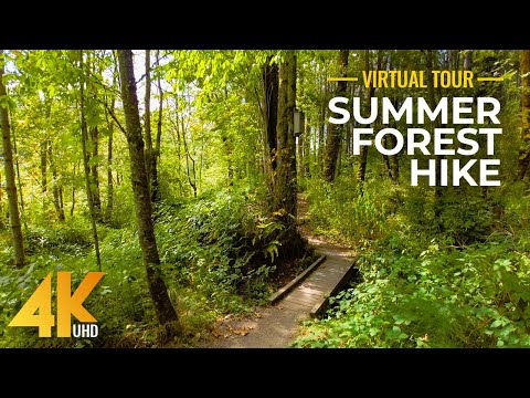 4K Relaxing Forest Hike on a Sunny Summer Day - Beautiful Forest with Nature Sounds + Gentle Music