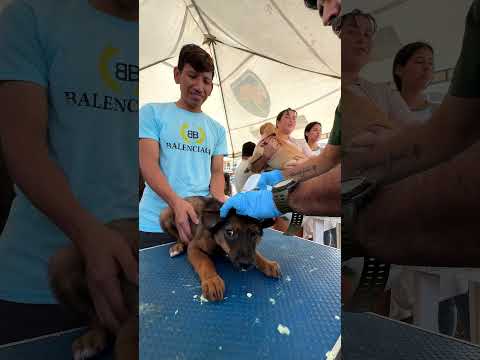 BRIGADA VETERINARIA EN PEDRO CARBO