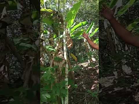 mulher cabaço na serra do retiro em Uruburetama ceará