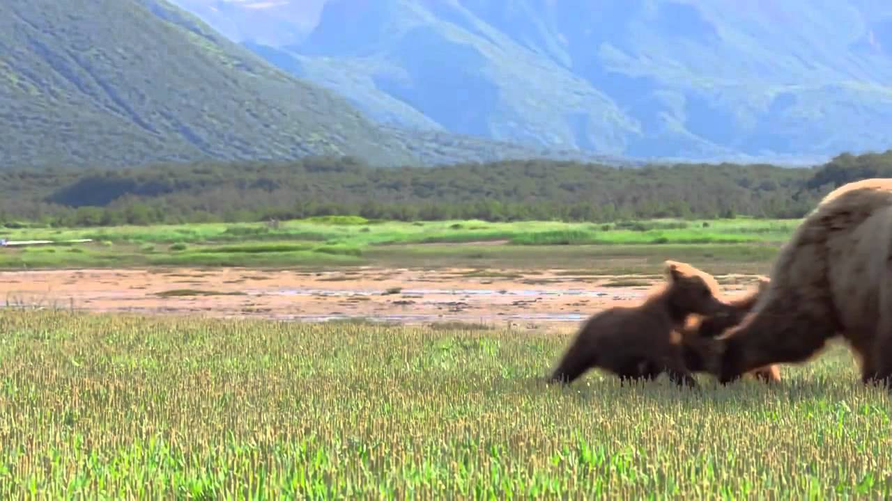 Grizzly - Bande-annonce