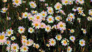 Selbst im Regen Rosenstolz Lyrics