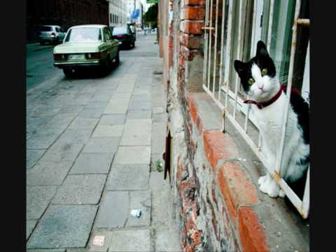 Foxiasty’s Video 110454527217 xxfqzx-sowI