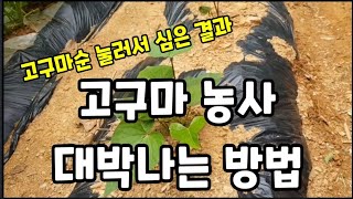 고구마 빨리 자라고 많이 달리게 하는 방법!! #고구마심는방법 #고구마순안죽게하는방법 #고구마순잘자라게하는방…