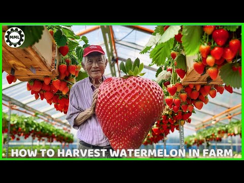 Amazing hydroponic strawberry farm - Modern Agricultural Technology - Harvesting strawberries 🍓