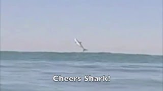 CA Surfer Drew Palumbo Films a Great White Shark Breaching (Jumping) Surfing at Sunset Beach 4/18