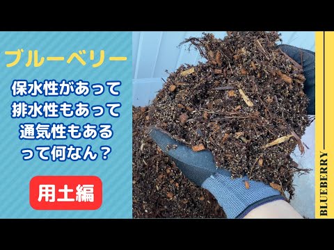 園芸 ブルーベリーの利点