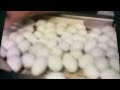 Sesame Street Which Come First The Chicken Or The Eggs Song