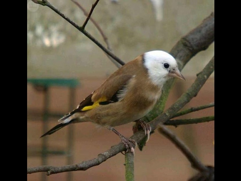 أنواع طائر الحسون - razas de jilgueros