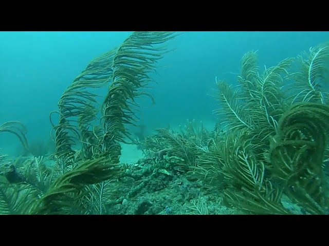 Spanish River Reef Scuba Diving