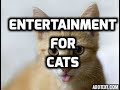 Entertainment For Cats - Hour Long Video of ...