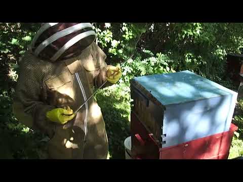 Bygga bikupa - FlowHive