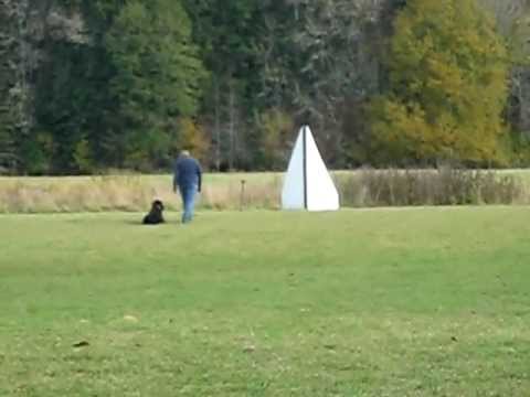 Haida Schutzhund Training 11/11