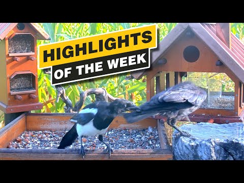 Highlights Of The Week - August 2024 - Week 33 🌻