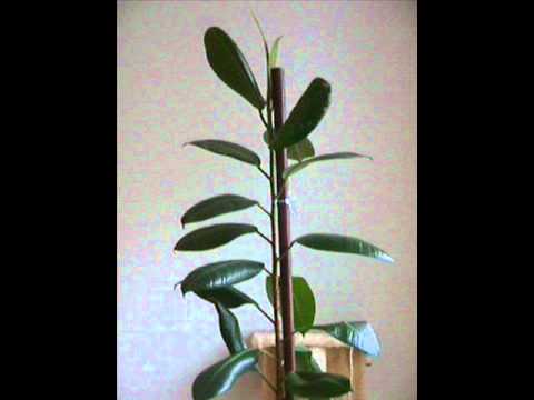 Domian 15.11.2011 - "Steffen" und Hans Georg , oder : Gummibaum vs. Transe