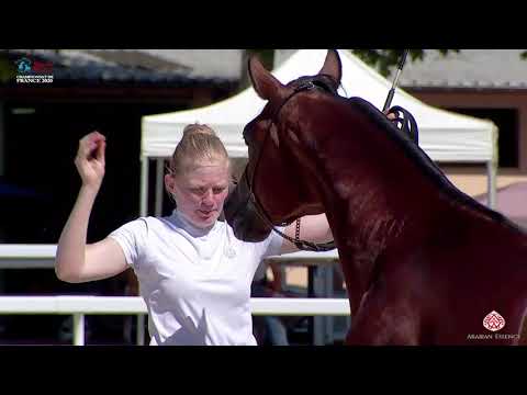 N 53 DHUISY KHAGAN   2020 Vichy   Championnat de France du Cheval Arabe   4 6 Years Old Stallions Cl