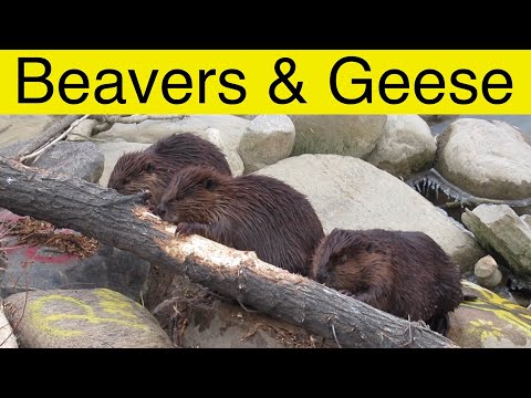 , title : 'Watch 4 Beavers Gnaw on a Log While 4 Geese Swim Below'