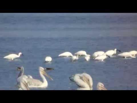 Lopatari pe lacul Bistret, Platalea leucorodia, Spoonbills