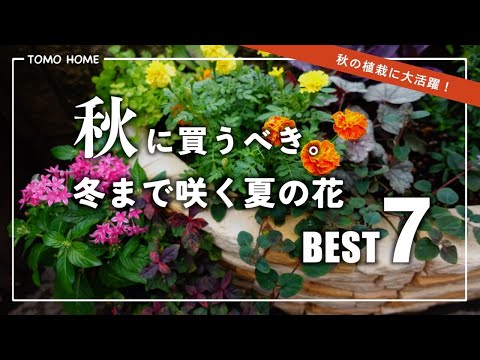 多年生のゼラニウム 植物 凍らない花 寒さの霜に強い雪の中で成長する