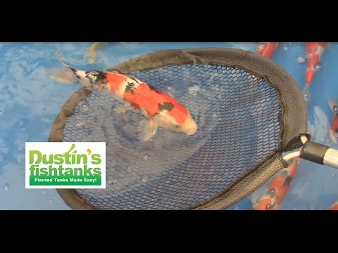 Koi Types- Koi Problem Continues Video