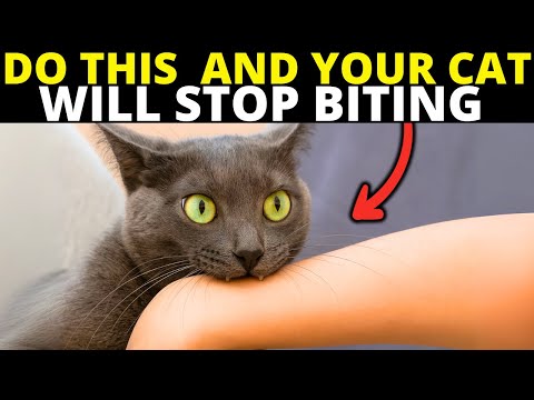 If You Can't Get Your Cat to Stop Biting You, Start Doing This