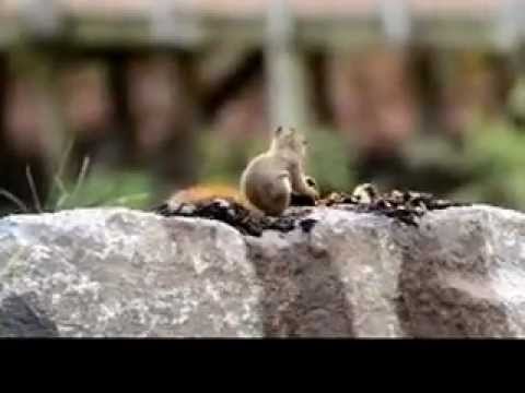 Red Squirrel opening up a nut