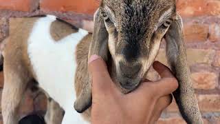 Guys see this sweet little 🐑