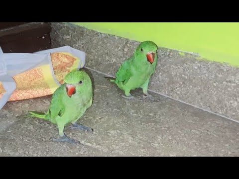 Mithu ki masti ❤️(mithu raja) 😊#bird #talkingparrot #parrotlet #parrot