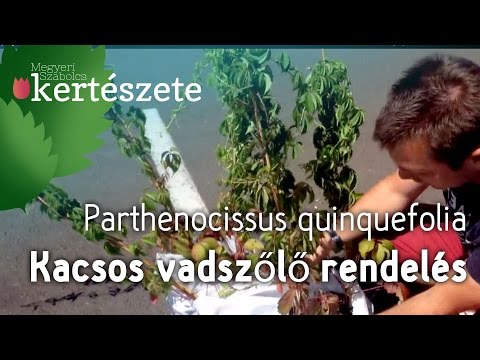 Vadszőlő rendelés - Parthenocissus quinquefolia - Kacsos vadszőlő