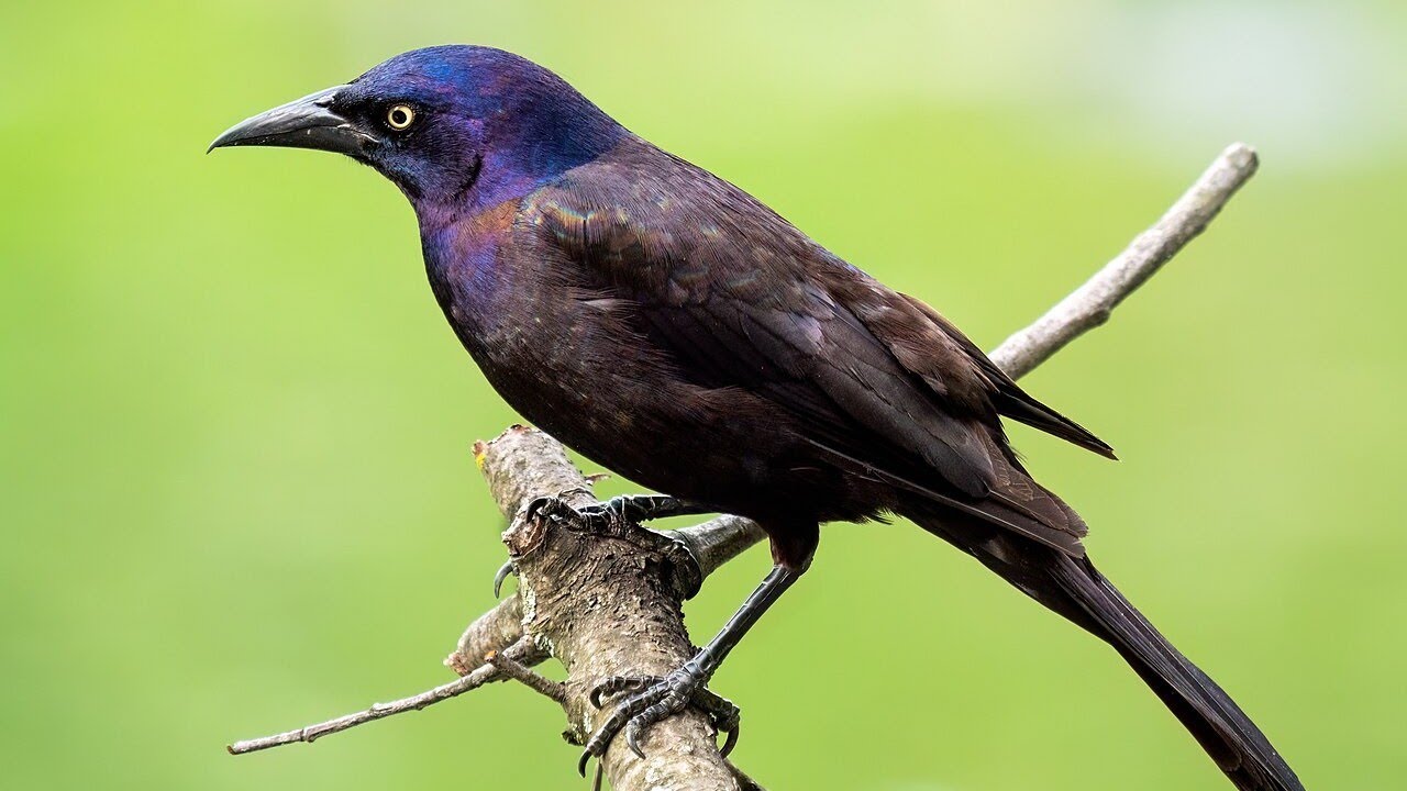 The grackle that escaped age verification