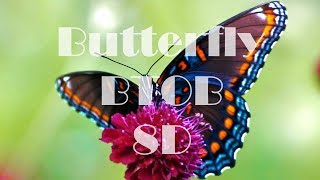 비투비 (BTOB)- 나비 (Butterfly) 8D 🎧