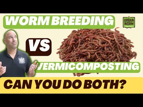 Worm Breeding vs Worm Composting: Do Both or Keep Them Separate?