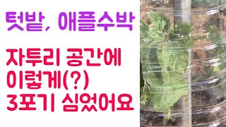 텃밭, 애플수박 / 자투리공간 활용하여 이렇게(?) 3포기 심었습니다