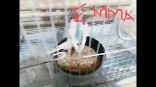 our birds