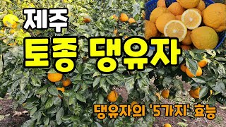 제주도 토종댕유자 판매 유자청 만들기 댕유자 효능 5가지 #댕유자 (주문: 010-3230-8745)