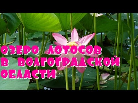 Озеро лотосов в волгоградской Области