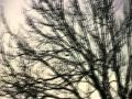 Trembling Blue Stars - half-light 