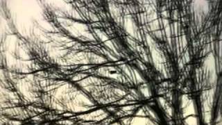 Trembling Blue Stars - half-light