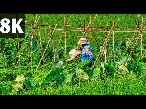 Awesome Hydroponic tammto Farming - Modern Agriculture Technology - Strawberries Harvesting