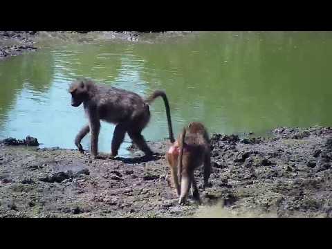 Djuma: Baboons and Warthog - 12:48 - 04/09/19