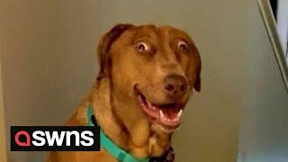 Meet the dog who looks PERMANENTLY SUPRISED  SWNS