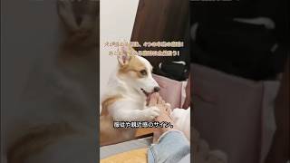 犬が舐めるのは愛情？それとも別の意味？｜犬の行動学解説#犬 #犬の行動 #犬の気持ち #犬の豆知識 #犬動画 #ペット #ペットの気持ち #犬好き #犬との暮らし #犬と暮らす #ペット豆知識