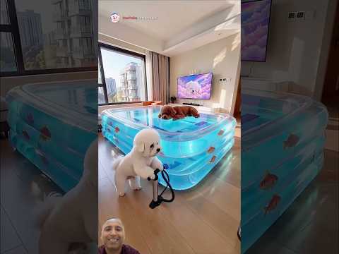 One giant waterbed, two playful pups, and a magical surprise! 🐶🌊😂