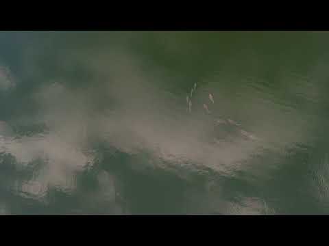 karper op zuidplas sassenhein 1(2)