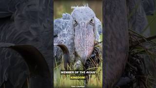 The Fascinating Shoebill Stork! #shorts