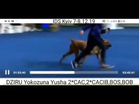 Tosa inu DZIRU Yokozuna Yusha,dog show Kyiv