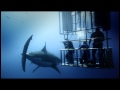 Great White Shark Official Film Trailer