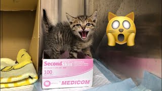 An Angry Kitten Become Tame In 4 Minutes