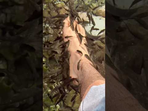 In deze wellness eten vissen je voeten op 😳￼