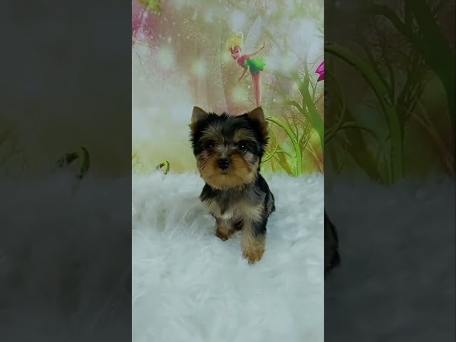 Yorkshire Terrier puppy for sale